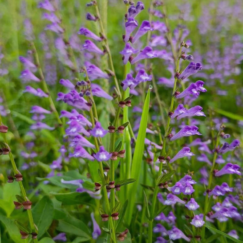 Barbed Skullcap Seeds – Perennial Herb, Easy to Grow, Versatile Use, Ornamental & Medicinal Value