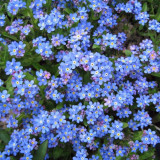 Blue Alpine Forget-Me-Not Seeds – Myosotis Alpestris, Perennial, Pale Blue Blooms for Cut Flowers, Garden Borders & Containers