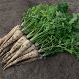 Parsnip Seeds | Pastinaca sativa – Fleshy Root with Edible Young Leaves, Cold Hardy Biennial for Soups, Stir-Fries & Salads