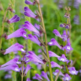 Barbed Skullcap Seeds – Perennial Herb, Easy to Grow, Versatile Use, Ornamental & Medicinal Value