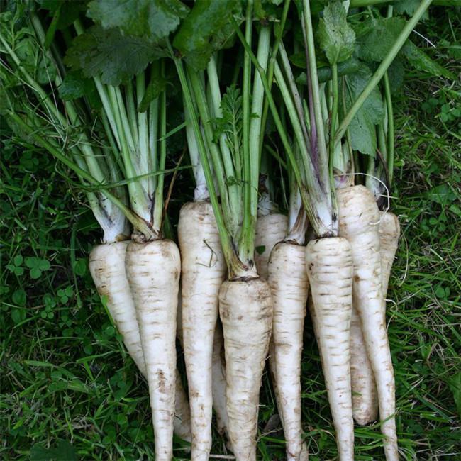 Parsnip Seeds | Pastinaca sativa – Fleshy Root with Edible Young Leaves, Cold Hardy Biennial for Soups, Stir-Fries & Salads