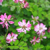 Chinese Milkvetch Coated Seeds – Easy to Grow, Long Blooming, Multi-Purpose for Forage & Garden Ornament