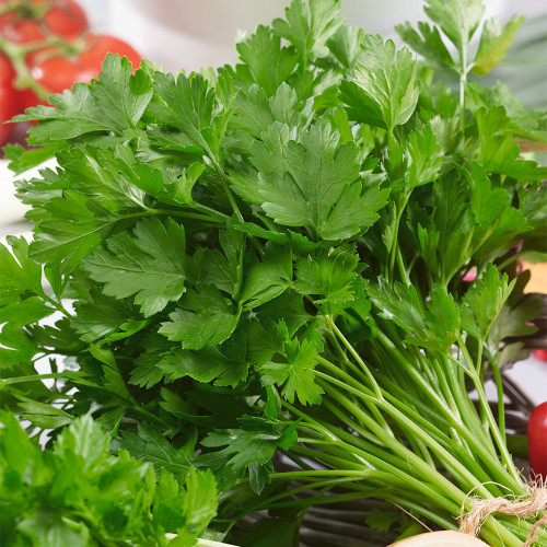 Italian Giant Parsley Seeds – Upright Growth, Broad Leaves, Rich Aroma for Seasoning & Garnish