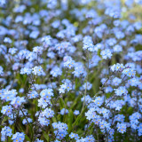Blue Alpine Forget-Me-Not Seeds – Myosotis Alpestris, Perennial, Pale Blue Blooms for Cut Flowers, Garden Borders & Containers