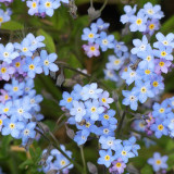 Blue Alpine Forget-Me-Not Seeds – Myosotis Alpestris, Perennial, Pale Blue Blooms for Cut Flowers, Garden Borders & Containers