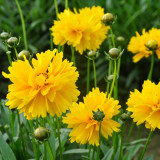 Large-Flowered Tickseed Seeds – High Germination Rate, Easy to Grow, Long Blooming Period, Suitable for Home Gardening
