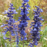 Blue Sage Seeds – Salvia farinacea, Long Blooming, Heat Tolerant, Drought Tolerant for Garden & Pot