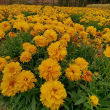 Large-Flowered Tickseed Seeds – High Germination Rate, Easy to Grow, Long Blooming Period, Suitable for Home Gardening