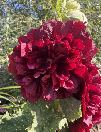 Double Maroon Hollyhock Seeds