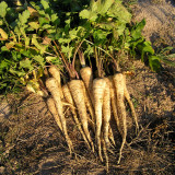 Parsnip Seeds | Pastinaca sativa – Fleshy Root with Edible Young Leaves, Cold Hardy Biennial for Soups, Stir-Fries & Salads
