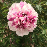 Purple-spotted Tree Peony Mixed Seeds – Huge Vibrant Blooms, Ornamental Shrub for Landscaping & Courtyards