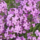 Dame's Rocket Seeds – Blue-Purple Flowers, Easy to Grow, Strong Adaptability, Suitable for Slopes & Natural Gardens
