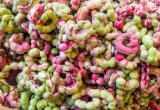 Pithecellobium Dulce Seeds, Manila Tamarind Camachile Madras Thorn Tree, Edible Tropical Fruit