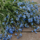 Blue Alpine Forget-Me-Not Seeds – Myosotis Alpestris, Perennial, Pale Blue Blooms for Cut Flowers, Garden Borders & Containers