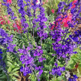 Blue Sage Seeds – Salvia farinacea, Long Blooming, Heat Tolerant, Drought Tolerant for Garden & Pot
