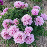 Purple-spotted Tree Peony Mixed Seeds – Huge Vibrant Blooms, Ornamental Shrub for Landscaping & Courtyards
