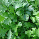 Italian Giant Parsley Seeds – Upright Growth, Broad Leaves, Rich Aroma for Seasoning & Garnish