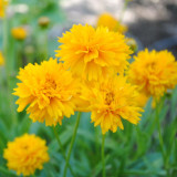 Large-Flowered Tickseed Seeds – High Germination Rate, Easy to Grow, Long Blooming Period, Suitable for Home Gardening