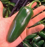 Giant Jalapeno Pepper Seeds, Mild Flavor, Large Pods Perfect for Stuffing
