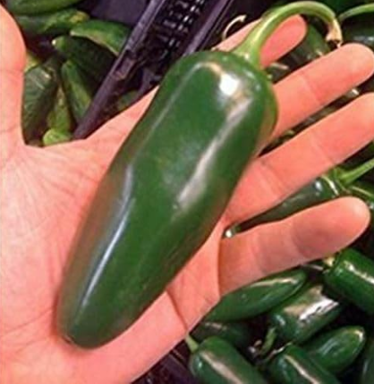 Giant Jalapeno Pepper Seeds, Mild Flavor, Large Pods Perfect for Stuffing