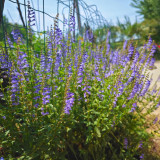 Barbed Skullcap Seeds – Perennial Herb, Easy to Grow, Versatile Use, Ornamental & Medicinal Value
