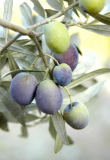 Olive Tree Seeds (Olea Europaea), Edible Mini Olive Perennial for Garden & Pots