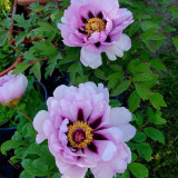 Purple-spotted Tree Peony Mixed Seeds – Huge Vibrant Blooms, Ornamental Shrub for Landscaping & Courtyards