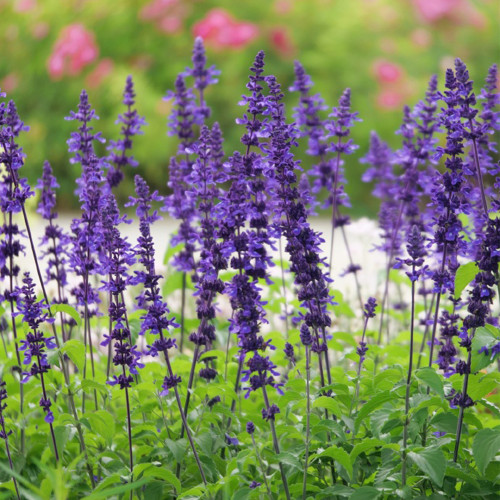 Blue Sage Seeds – Salvia farinacea, Long Blooming, Heat Tolerant, Drought Tolerant for Garden & Pot