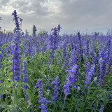 Blue Sage Seeds – Salvia farinacea, Long Blooming, Heat Tolerant, Drought Tolerant for Garden & Pot