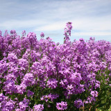 Dame's Rocket Seeds – Blue-Purple Flowers, Easy to Grow, Strong Adaptability, Suitable for Slopes & Natural Gardens