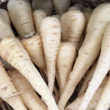 Parsnip Seeds | Pastinaca sativa – Fleshy Root with Edible Young Leaves, Cold Hardy Biennial for Soups, Stir-Fries & Salads