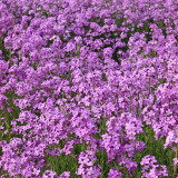 Dame's Rocket Seeds – Blue-Purple Flowers, Easy to Grow, Strong Adaptability, Suitable for Slopes & Natural Gardens