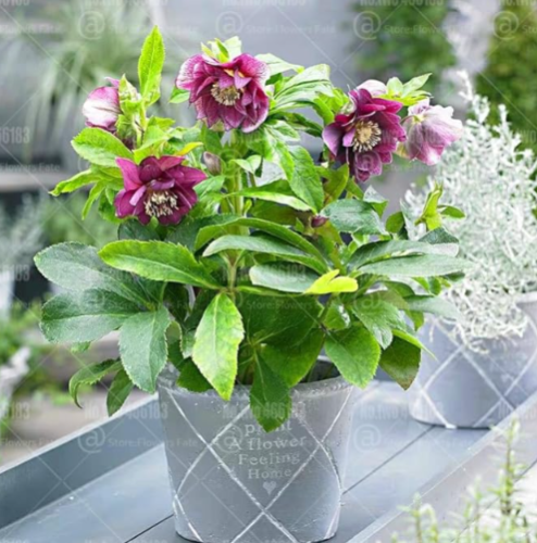 Helleborus Hybridus Seeds Double Flower Christmas Rose Cold Hardy Winter Blooming