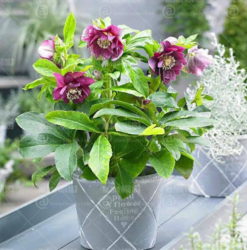 Helleborus Hybridus Seeds Double Flower Christmas Rose Cold Hardy Winter Blooming