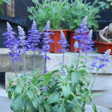 Blue Sage Seeds – Salvia farinacea, Long Blooming, Heat Tolerant, Drought Tolerant for Garden & Pot