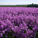Dame's Rocket Seeds – Blue-Purple Flowers, Easy to Grow, Strong Adaptability, Suitable for Slopes & Natural Gardens