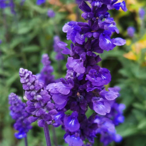 Blue Sage Seeds – Salvia farinacea, Long Blooming, Heat Tolerant, Drought Tolerant for Garden & Pot