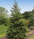 Blue Douglas Fir Tree Seeds, Pseudotsuga Menziesii Glauca, Highly Fragrant Evergreen