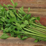 Italian Giant Parsley Seeds – Upright Growth, Broad Leaves, Rich Aroma for Seasoning & Garnish