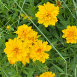 Large-Flowered Tickseed Seeds – High Germination Rate, Easy to Grow, Long Blooming Period, Suitable for Home Gardening
