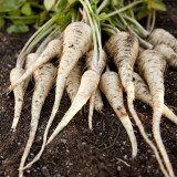 Parsnip Seeds | Pastinaca sativa – Fleshy Root with Edible Young Leaves, Cold Hardy Biennial for Soups, Stir-Fries & Salads