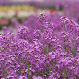 Dame's Rocket Seeds – Blue-Purple Flowers, Easy to Grow, Strong Adaptability, Suitable for Slopes & Natural Gardens