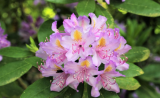 Carolina Rhododendron (Rhododendron carolinianum) Seeds – Dwarf Pink Purple Azalea Shrub