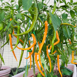 Golden Tribute Pepper Seeds – Premium Variety, High Yield, Easy to Grow, Thin Skin, Thick Flesh, Versatile Use