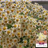 Cut Flower Chamomile Seeds – Annual or Biennial Herb, Easy to Grow, Perfect for Cut Flowers and Potted Display