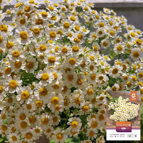 Cut Flower Chamomile Seeds – Annual or Biennial Herb, Easy to Grow, Perfect for Cut Flowers and Potted Display