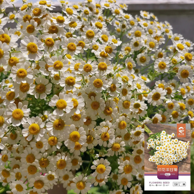 Cut Flower Chamomile Seeds – Annual or Biennial Herb, Easy to Grow, Perfect for Cut Flowers and Potted Display