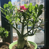 Desert Rose Mixed Colors Seeds – Easy to Grow, Low Maintenance, Drought Tolerant, Stunning Blooms for Beginners