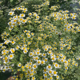 Cut Flower Chamomile Seeds – Annual or Biennial Herb, Easy to Grow, Perfect for Cut Flowers and Potted Display