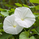Moonflower Seeds – Annual Twining Vine, White Blooms, Fragrant Climber for Trellis, Courtyard & Garden